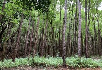 Unesco Biosphere Reserve, bel ombre nature reserve, Mauritius 