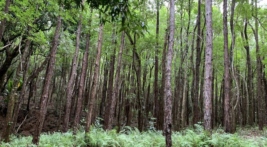 Unesco Biosphere Reserve, bel ombre nature reserve, Mauritius 